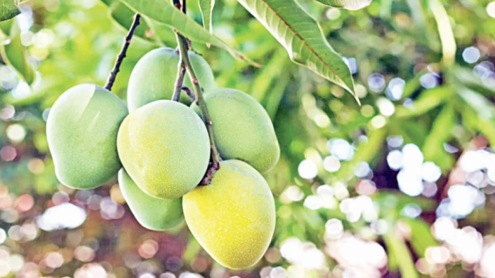 রাজশাহীতে ১৫ মে থেকে আম পাড়া শুরু