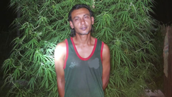 মেহেরপুরে গাঁজা গাছসহ আটক ২