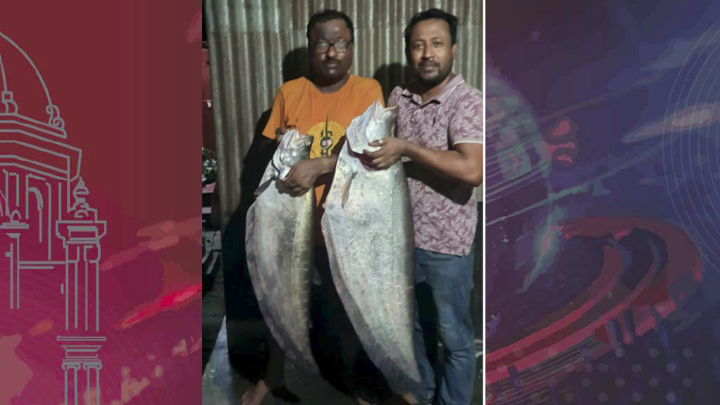 পদ্মা নদীতে বড়শিতে ধরা পড়েছে বিশাল ২ চিতল