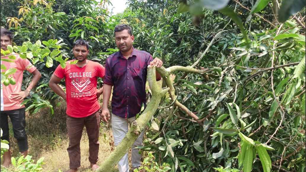 রফতানিযোগ্য আমের বাগান কেটে দিল দুর্বৃত্তরা
