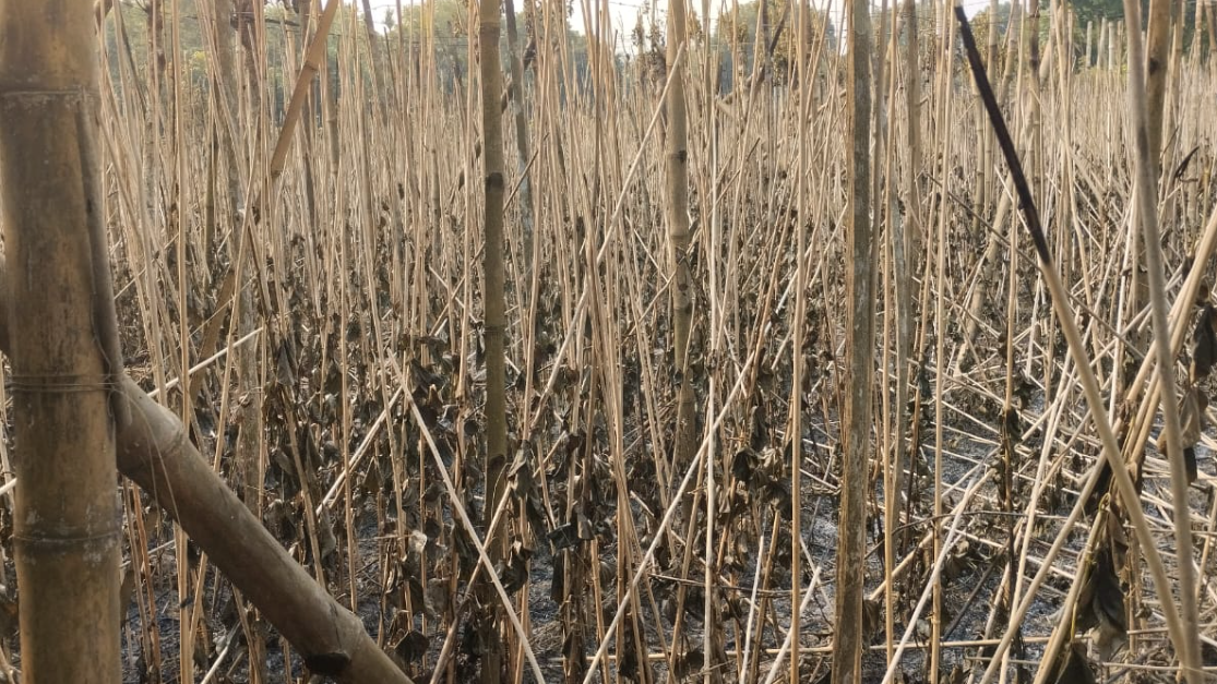 কালীগঞ্জে তিন কৃষকের পানের বরজে ভয়াবহ আগুন
