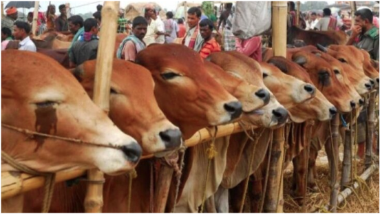 যশোরে কোরবানিতে চাহিদার অতিরিক্ত ১৯ হাজার পশু প্রস্তুত