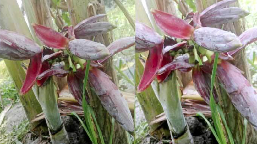 রাজারহাটে ১৬ ইঞ্চি কলাগাছে সাত মোচা