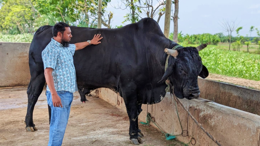 ৩৫ মণের 'ব্লাক ডায়মন্ড' ষাঁড়ের দাম ১২ লাখ