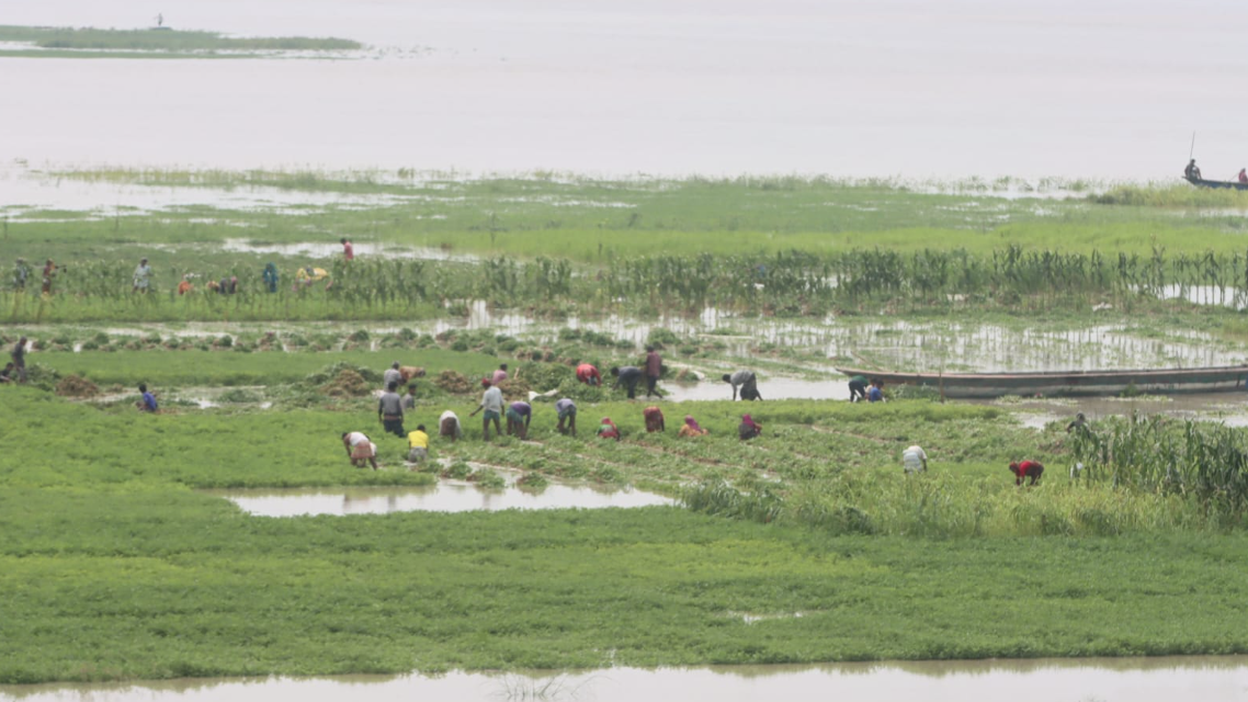 রংপুরে বৃষ্টিতে তলিয়ে গেছে জমির ফসল