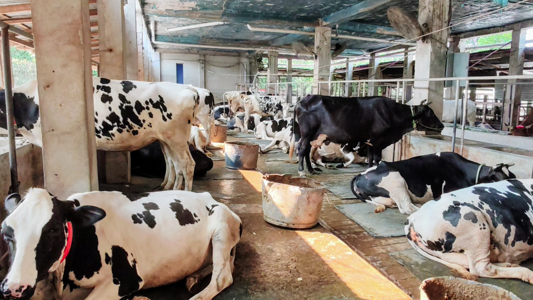 চুয়াডাঙ্গায় চাহিদার চেয়ে ৭৫ হাজারের বেশি কোরবানির পশু প্রস্তুত