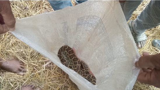 শেরপুরে অজগর উদ্ধার, পরে বনে অবমুক্ত