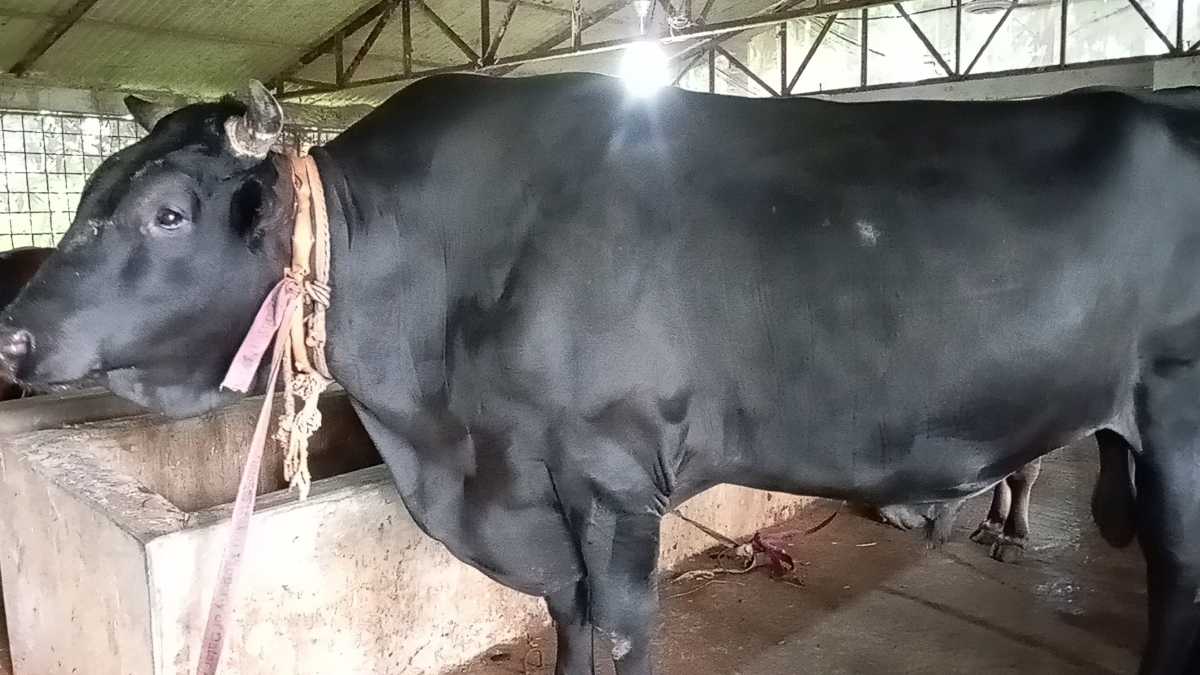 রাজধানীর হাট কাঁপাতে যাবে পিরোজপুরের 'বীর বাহাদুর’