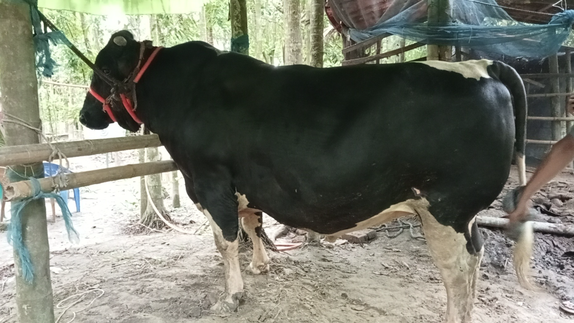 বিশালদেহী ‘শান্ত’ এখন ঈদের চমক: দাম ১৫ লাখ