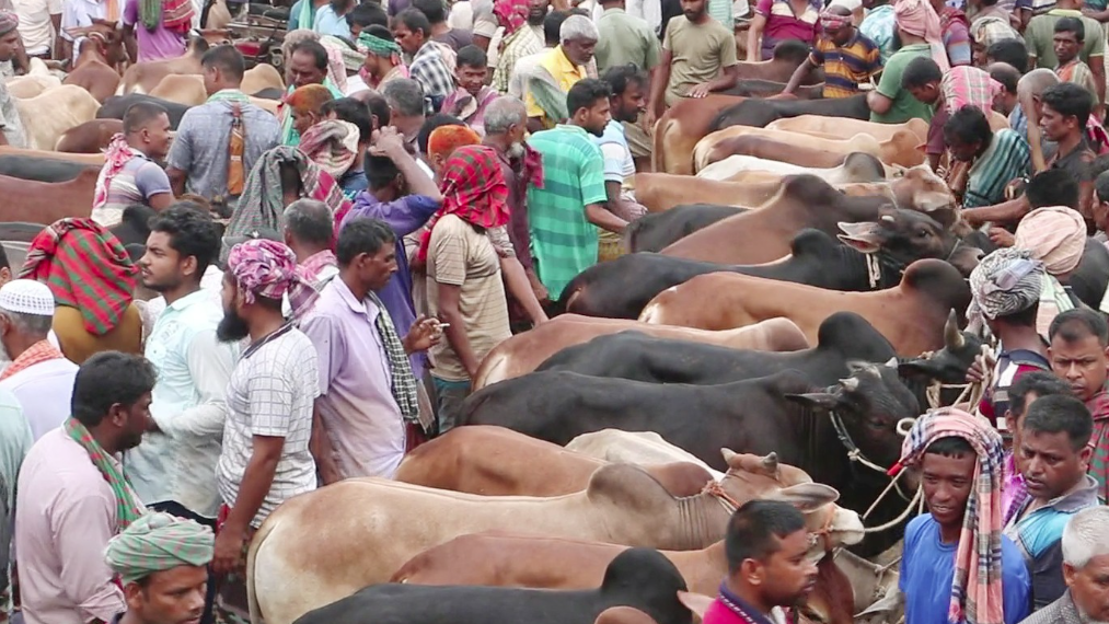 নওগাঁয় জমজমাট কোরবানির পশুর হাট, দাম নিয়ে মিশ্র প্রতিক্রিয়া