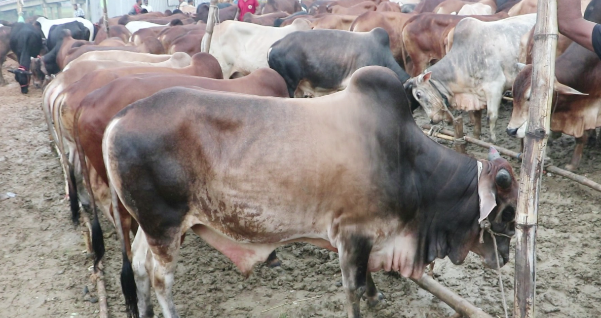 Screenshot_2025-05-31_094617