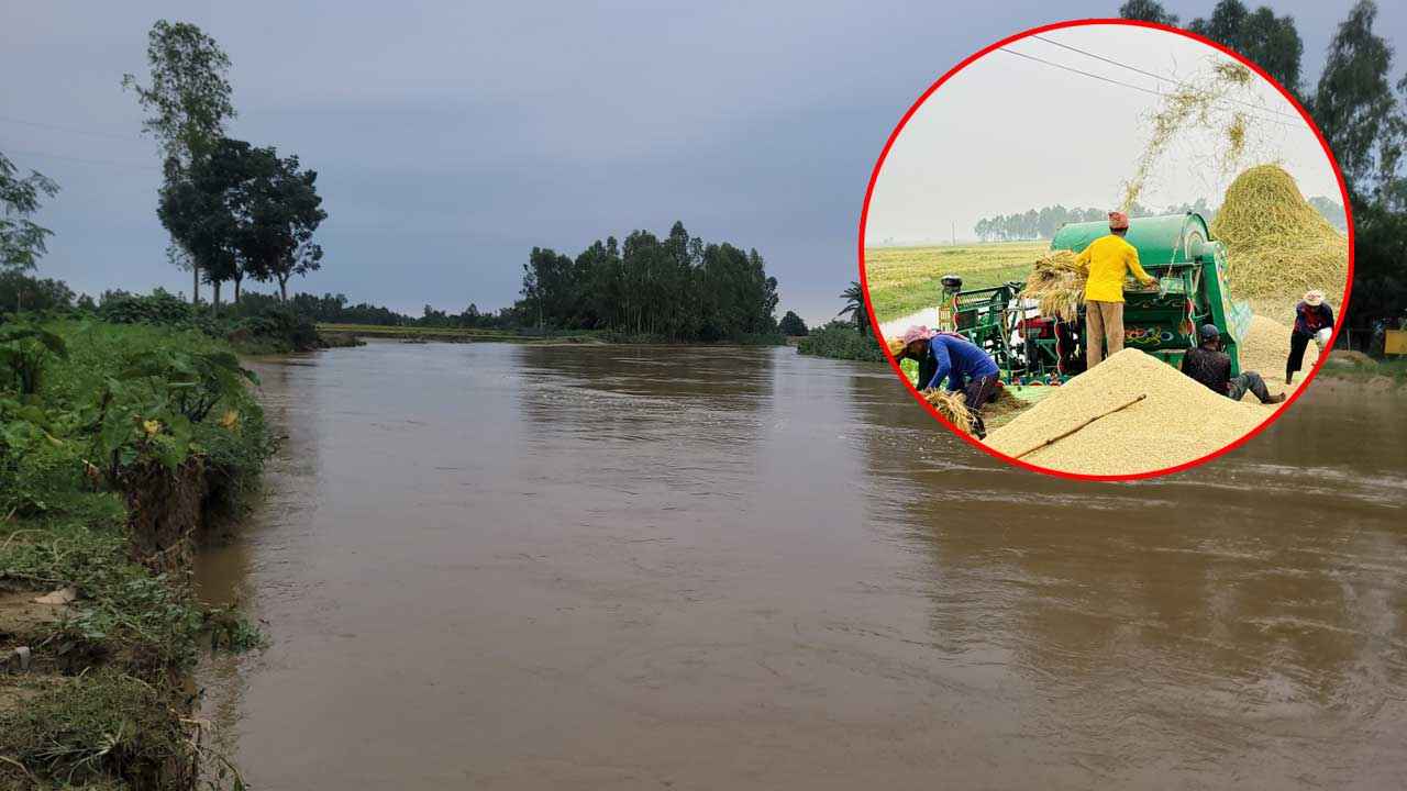 শেরপুরে বন্যার পদধ্বনি, এখনো মাঠে ২০ ভাগ ধান