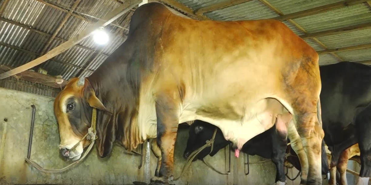 Sirajganj_(Oxe_Fatism)_Photo-3