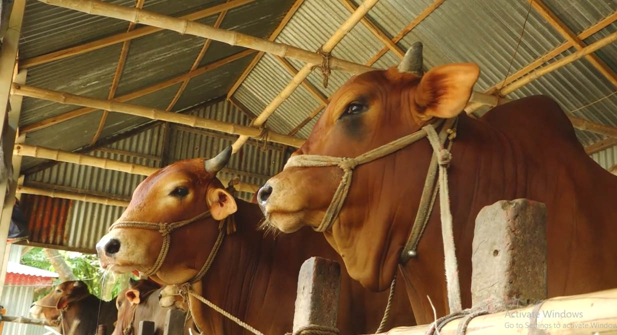 Sirajganj_(Oxe_Fatism)_Photo-4_(1)