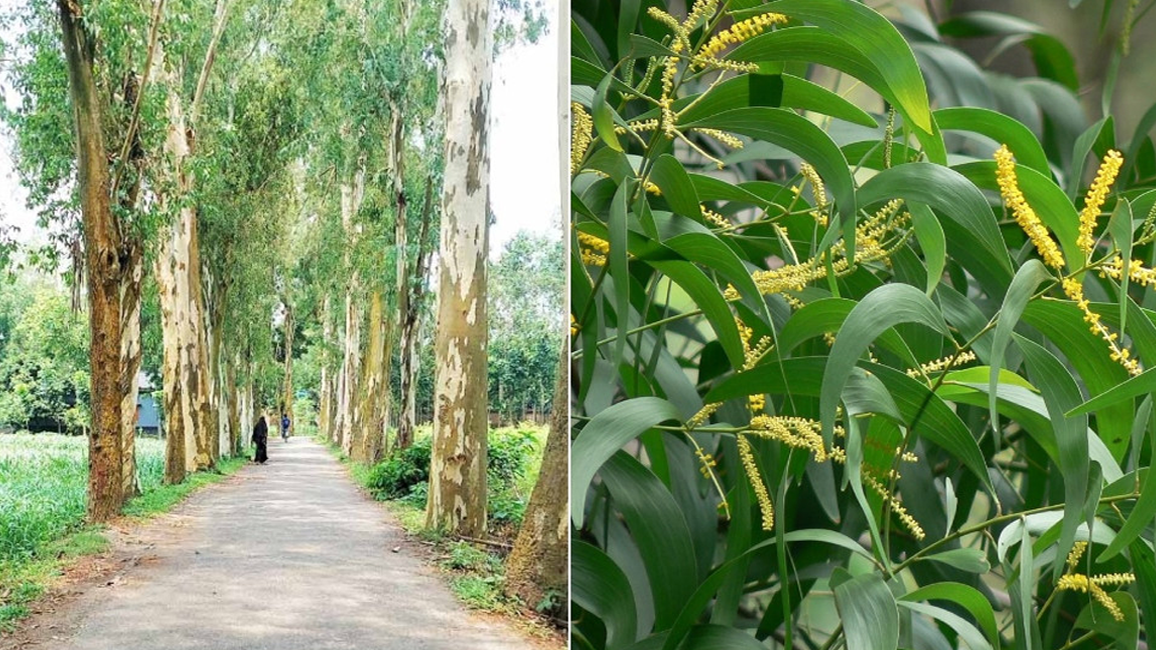 ইউক্যালিপটাস ও আকাশমনি গাছের চারা রোপণ-বিক্রয় নিষিদ্ধ