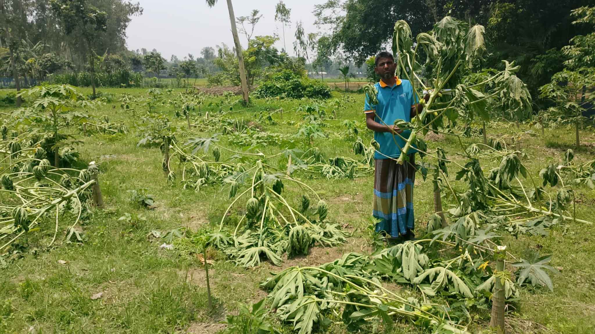 পূর্ব শত্রুতার জেরে ২৫০টি পেঁপে গাছ কেটে দিল দুর্বৃত্তরা