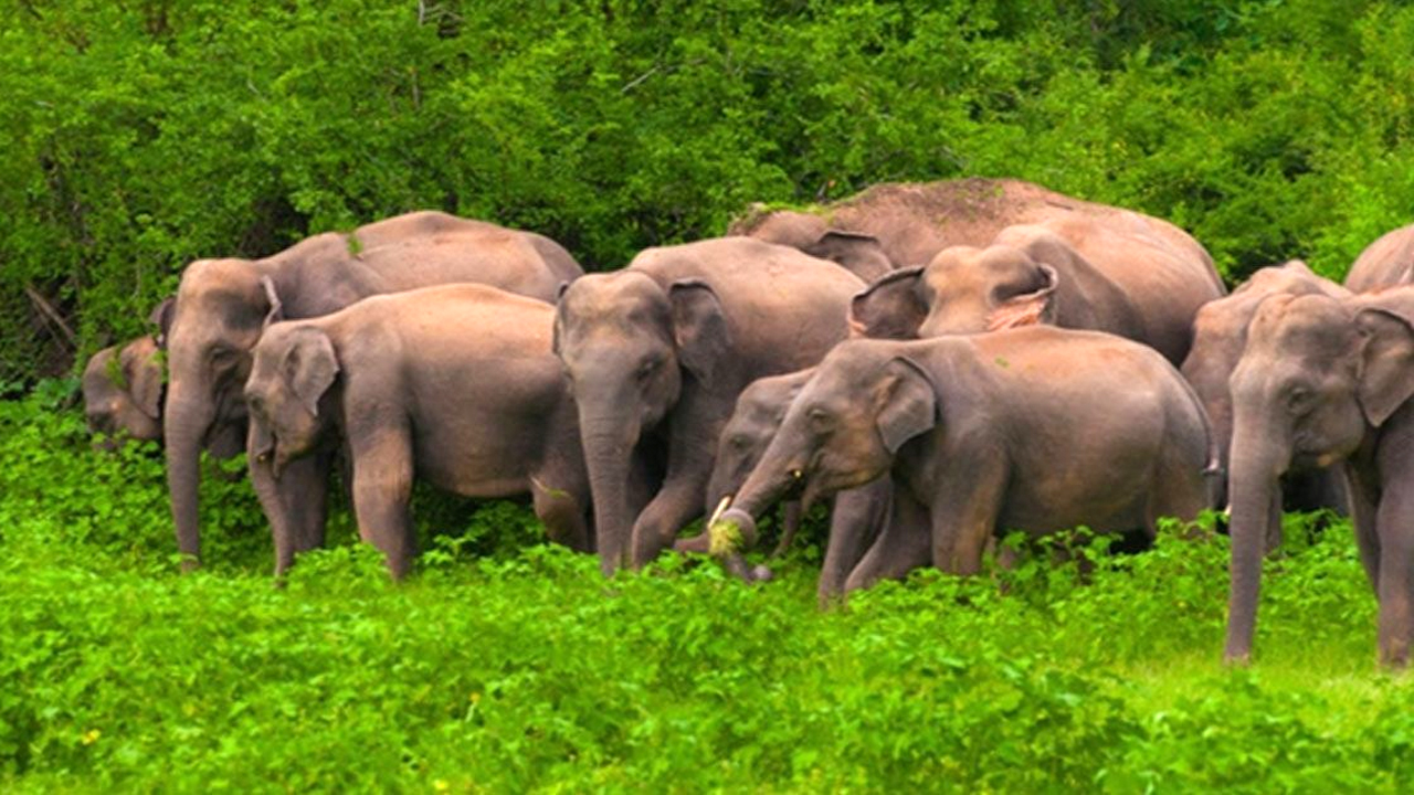 Wild_Elephant_Bangladesh_Dhaka_Mail-01_20231024_180509459