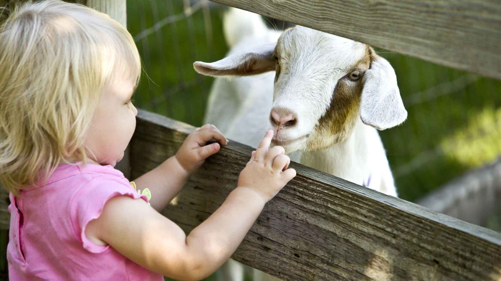 আকিকার গোশত বণ্টনের নিয়ম