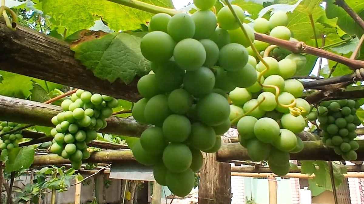 শখের গাছে থোকায় থোকায় ভিনদেশি ফল