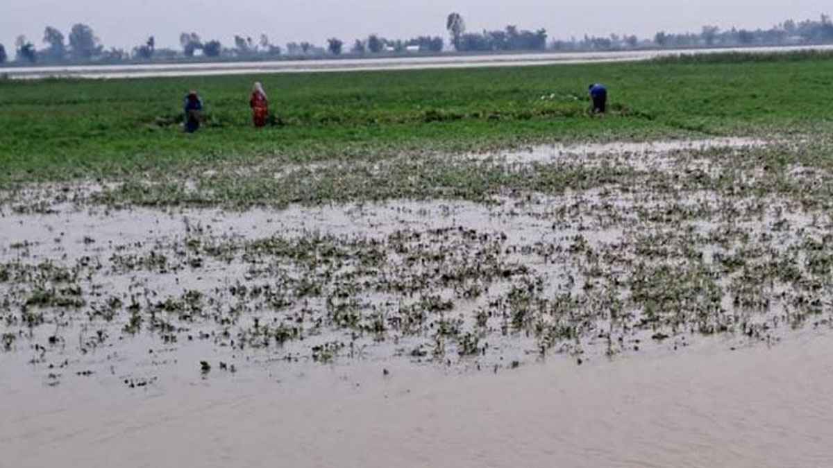তিস্তা নদীর বন্যায় চরাঞ্চলের বাদাম ফসল পচে যাচ্ছে