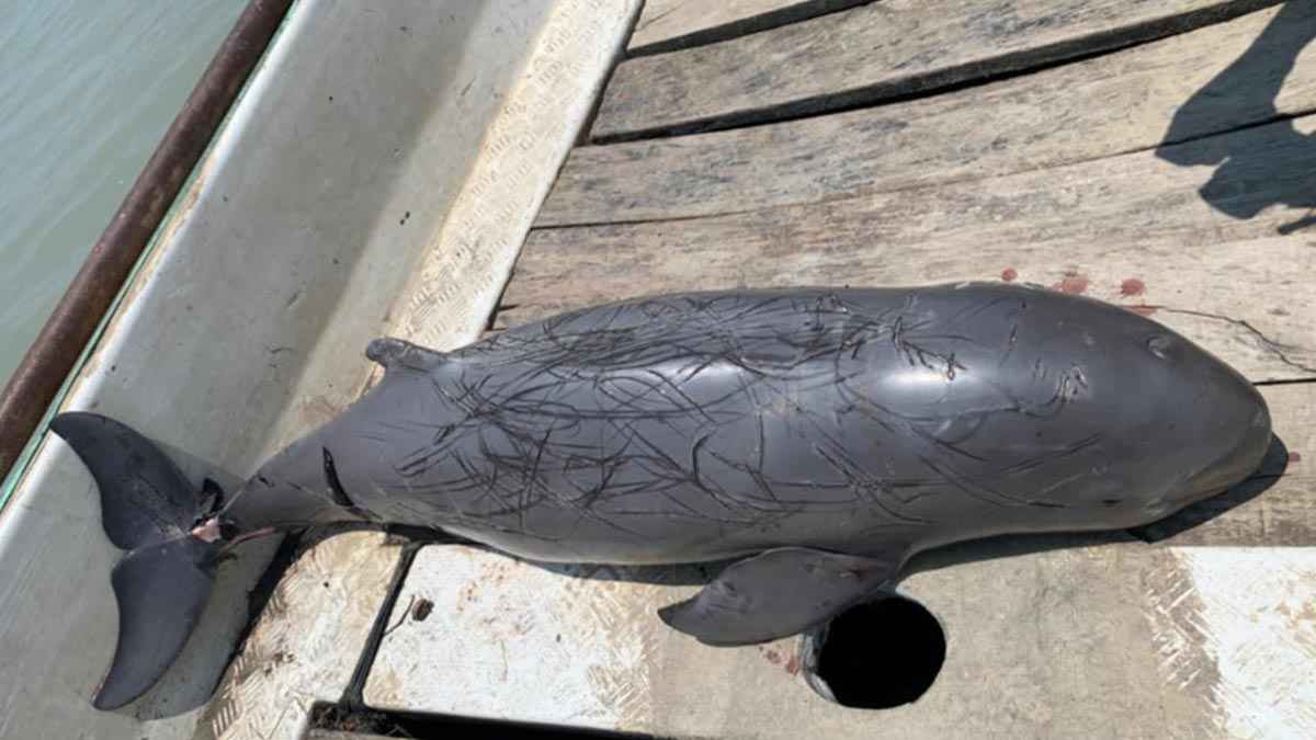 পায়রা নদীতে ভেসে উঠল মৃত ডলফিন