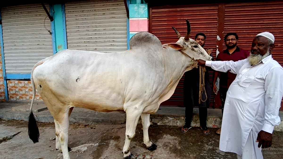 ৯০০ কেজির তুফানের দাম হাঁকা হচ্ছে ৮ লাখ টাকা