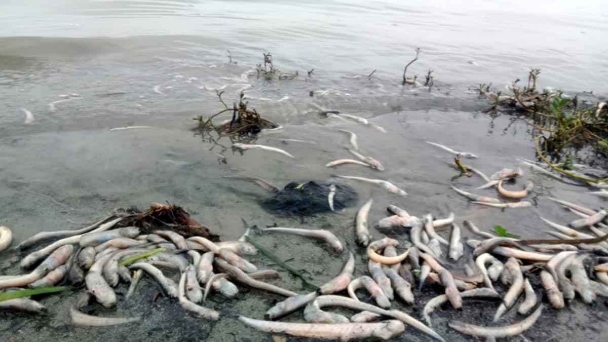 মেঘনায় আবারও মরে ভেসে উঠছে বিভিন্ন প্রজাতির মাছ