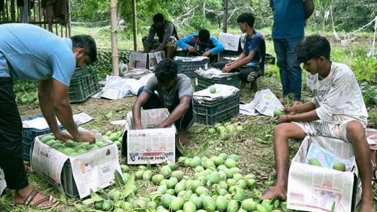 ইংল্যান্ডে যাচ্ছে চাঁপাইনবাবগঞ্জের খিরসাপাত আম