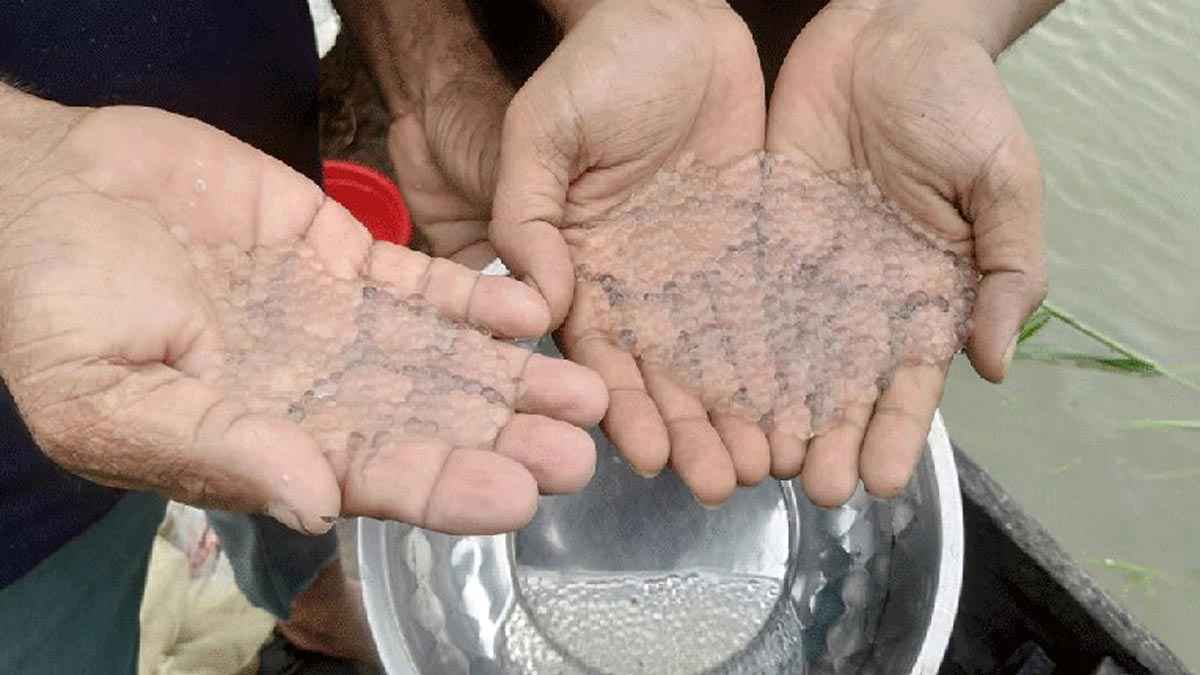 হালদায় ডিম ছেড়েছে মা মাছ, সংগ্রহে ব্যস্ত জেলেরা