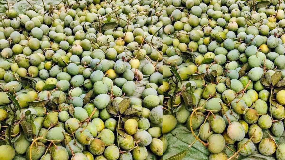 চুয়াডাঙ্গায় আম সংগ্রহ শুরু