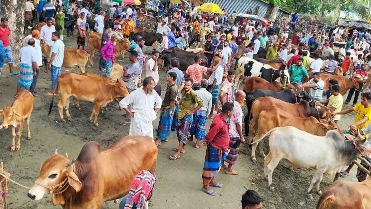 নড়াইলে জমে উঠতে শুরু করেছে কোরবানির পশুর হাট