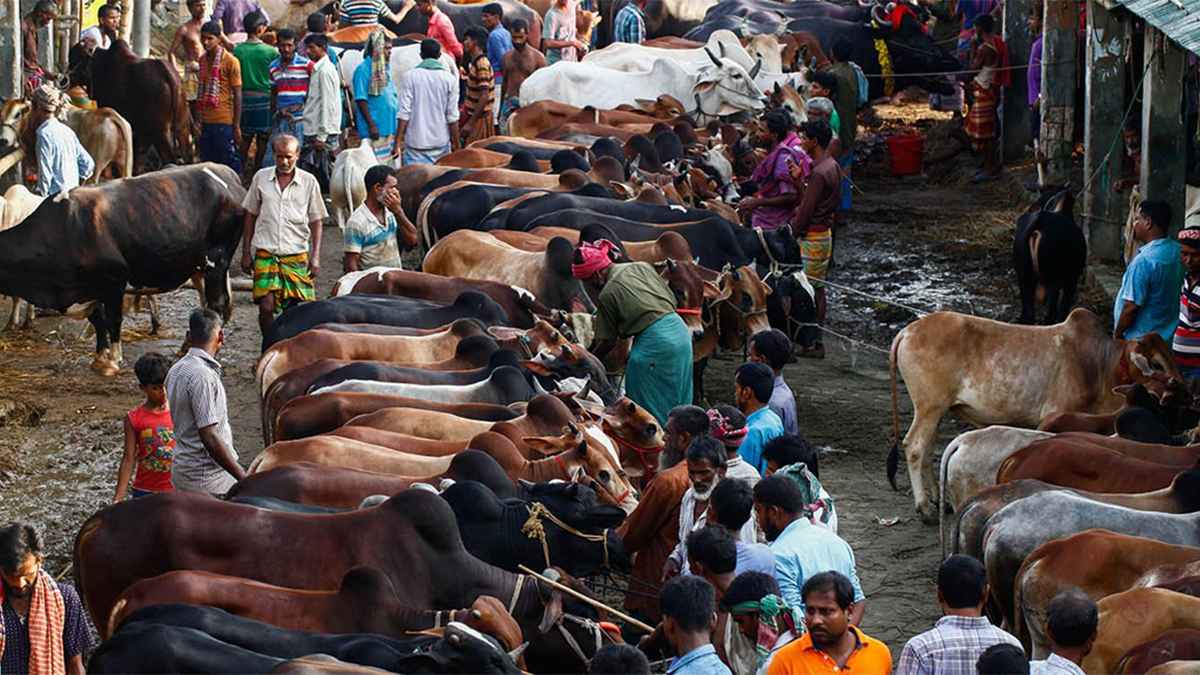 এবার কোরবানিযোগ্য পশু ১ কোটি ২৪ লাখ