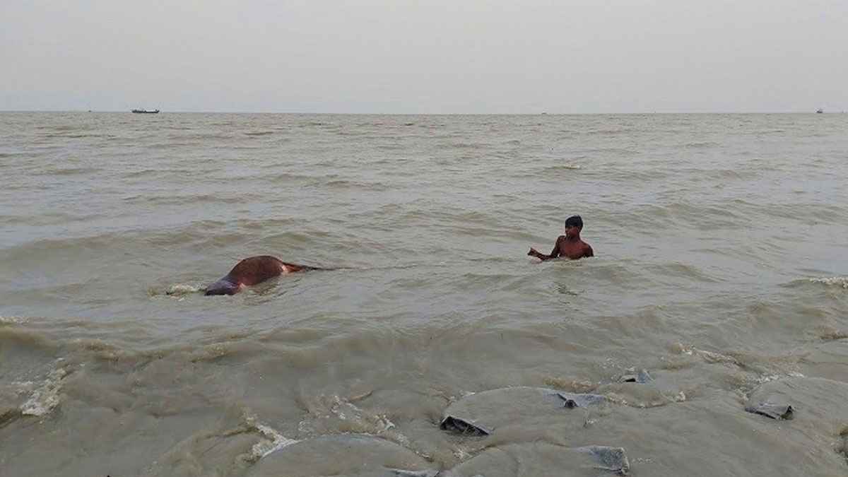 লক্ষ্মীপুরে মেঘনায় ভাসছে মৃত গবাদিপশু, নিখোঁজ শতাধিক