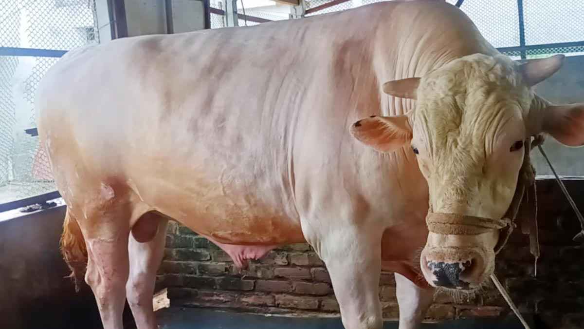 প্রিন্সের ওজন ৩০ মণ, দাম ১৫ লাখ