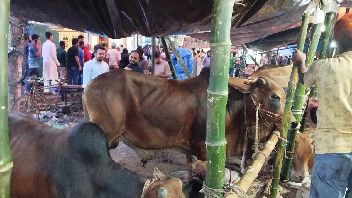 cow_haat_animal_haat cow_haat_animal_haat