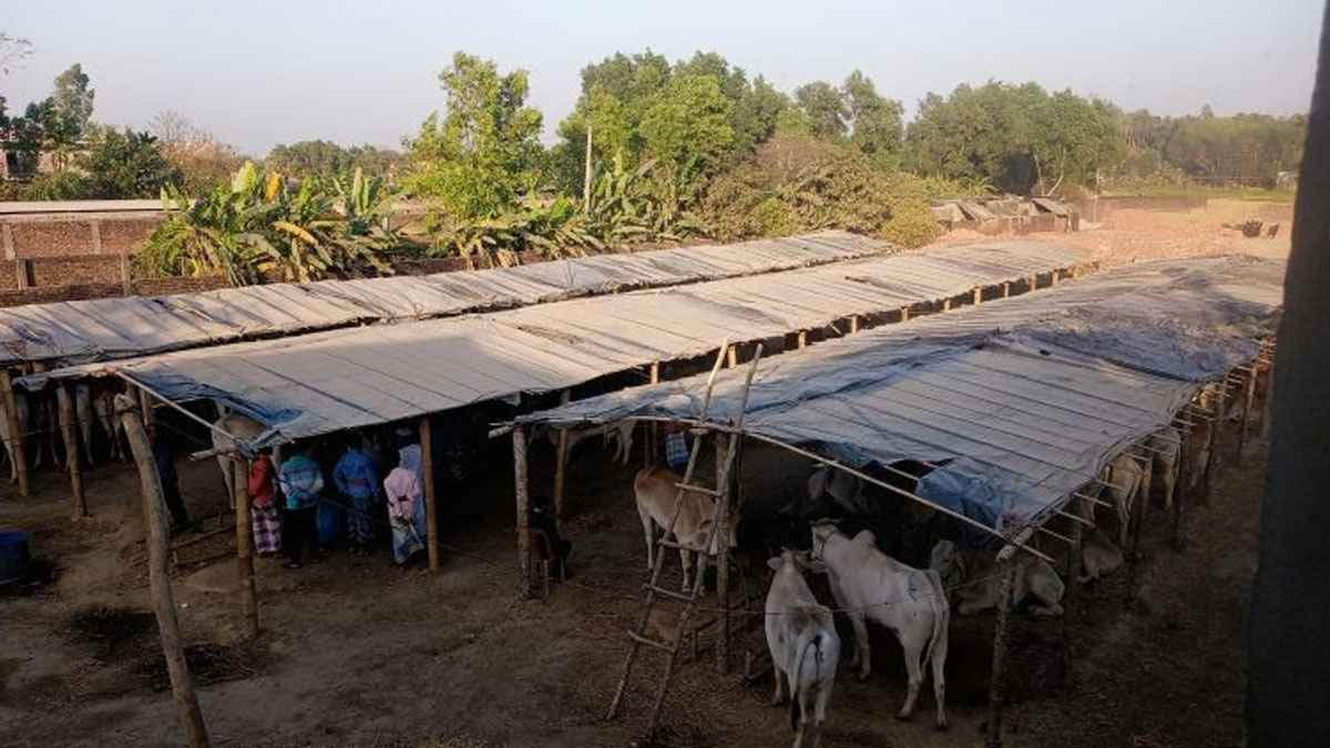 কক্সবাজারের ঈদগাঁওয়ে ১৫৫ বার্মিজ গরু-মহিষ জব্দ