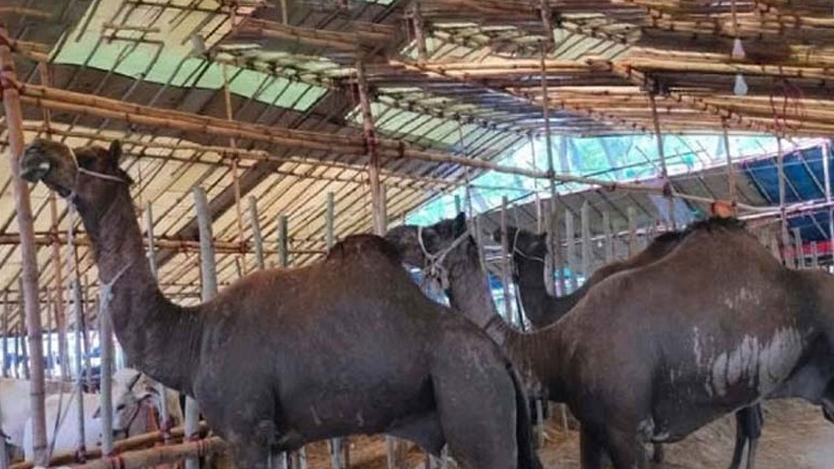 ctg-camel-33 ctg-camel-33