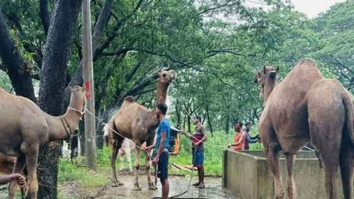 চট্টগ্রামের কোরবানির হাটে ভারত থেকে এলো মরুভূমির উট