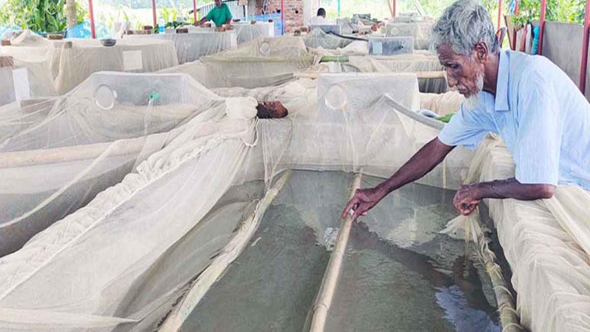 হালদায় এবার ‘মা’ মাছ দিল ১৪ হাজার কেজি ডিম, চলছে রেণু ফোটানোর মহাযজ্ঞ