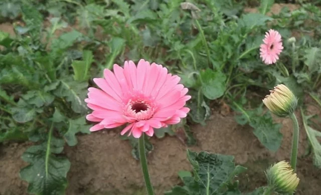 e10b1d419490f6f1bc19116000f6c8fc-61eb8cf3eab6b e10b1d419490f6f1bc19116000f6c8fc-61eb8cf3eab6b