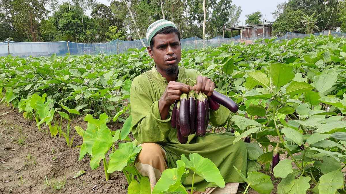 বেগুনের সঙ্গে মুখীকচু চাষে লাভবান কৃষক