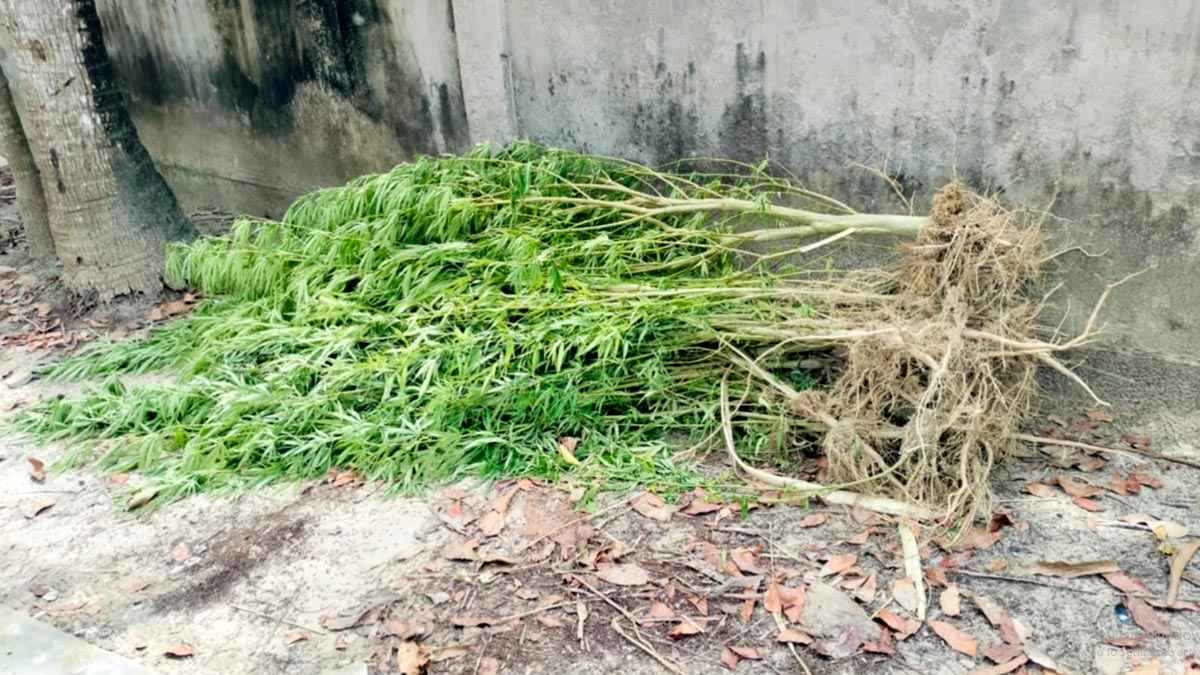 গড়াই নদীর তীরে ৪১টি গাঁজার গাছ উদ্ধার