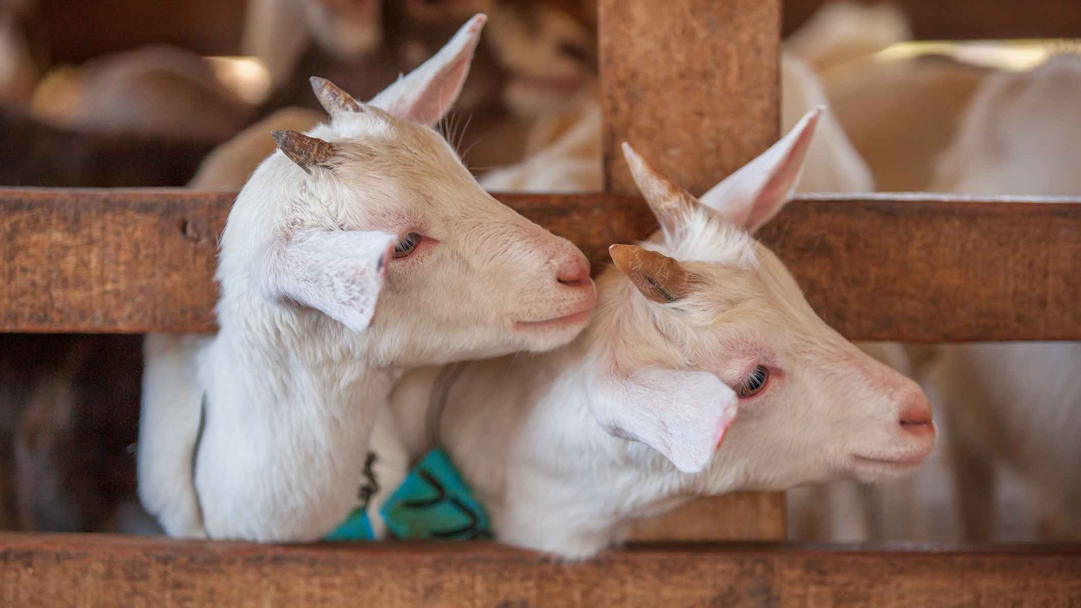 কোরবানি না করলে কি হজ হবে?