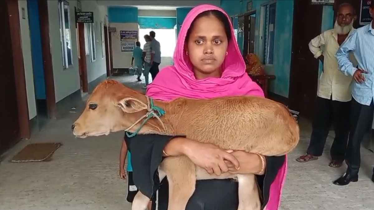 গরু নিয়ে গেলেন বিএনপি নেতা, মা-হারা বাছুর নিয়ে আদালতে নারী