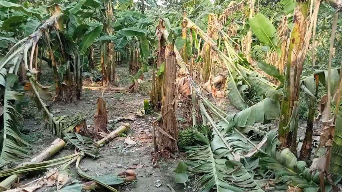 কালবৈশাখী ঝড়ে নাটোরে ফসলের ব্যাপক ক্ষয়ক্ষতি