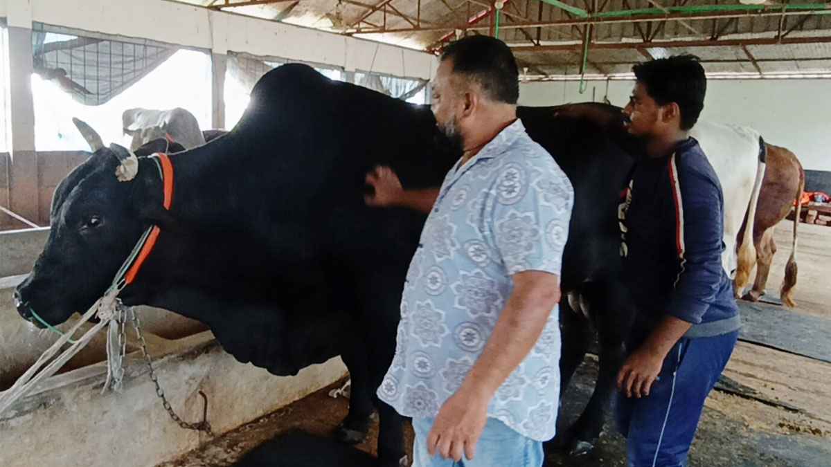 কোরবানির হাট কাঁপাবে ১ হাজার কেজির ‘কালো পাহাড়’