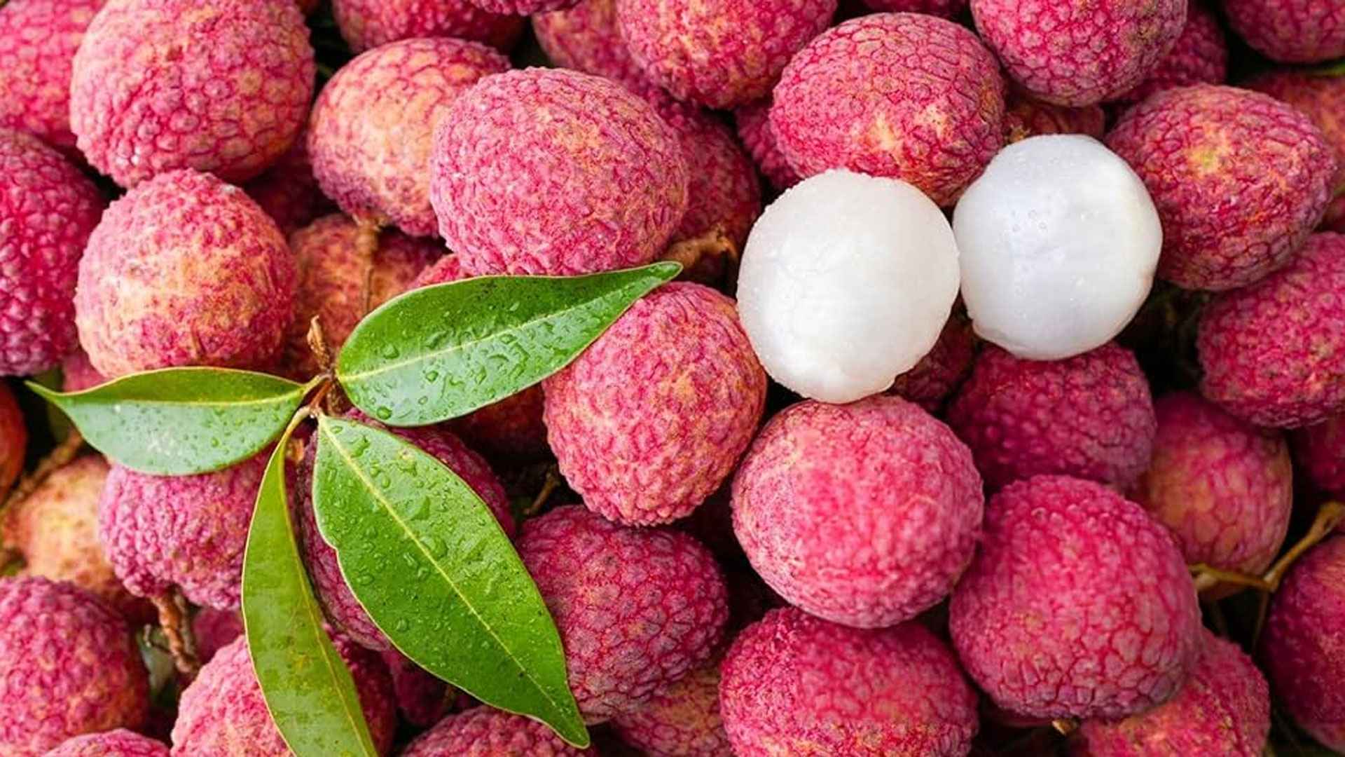 লিচু খান, কিন্তু সাবধানে! 2 lichi 20250525 163411854