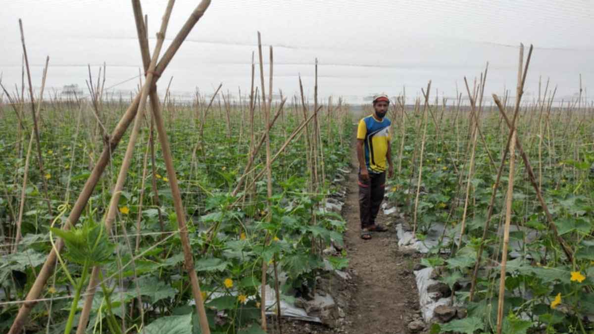 ব্রাহ্মণবাড়িয়ায় মালচিং পদ্ধতিতে শসা চাষ, লক্ষ্য ঈদ বাজার