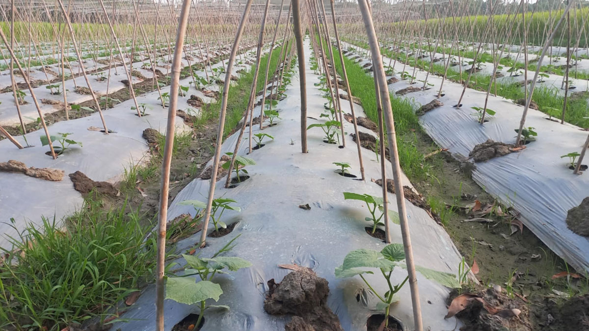 maliching-3 maliching-3