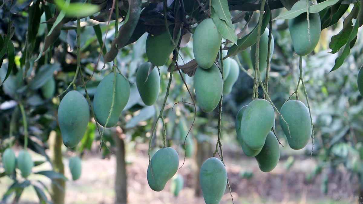 গুটি আম পাড়ার মধ্যে দিয়ে নওগাঁয় মৌসুম শুরু